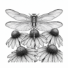 Dragonfly-coneflower-perched-wings-petals-botanica