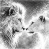Lion-lioness-noses-touching-love-stars