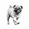 Pug-running-playful-tongue-black-white-engraving